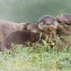 Imagen para el artículo titulado Aquí están por fin las fotos de animales más cómicas de 2020